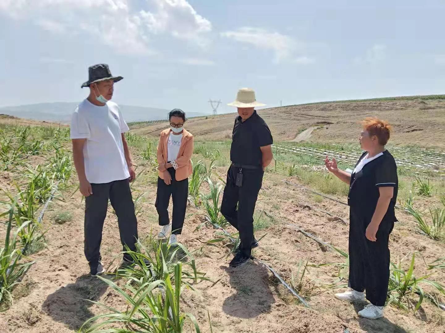 四川金牧粮草在宁夏压沙土上试种成功