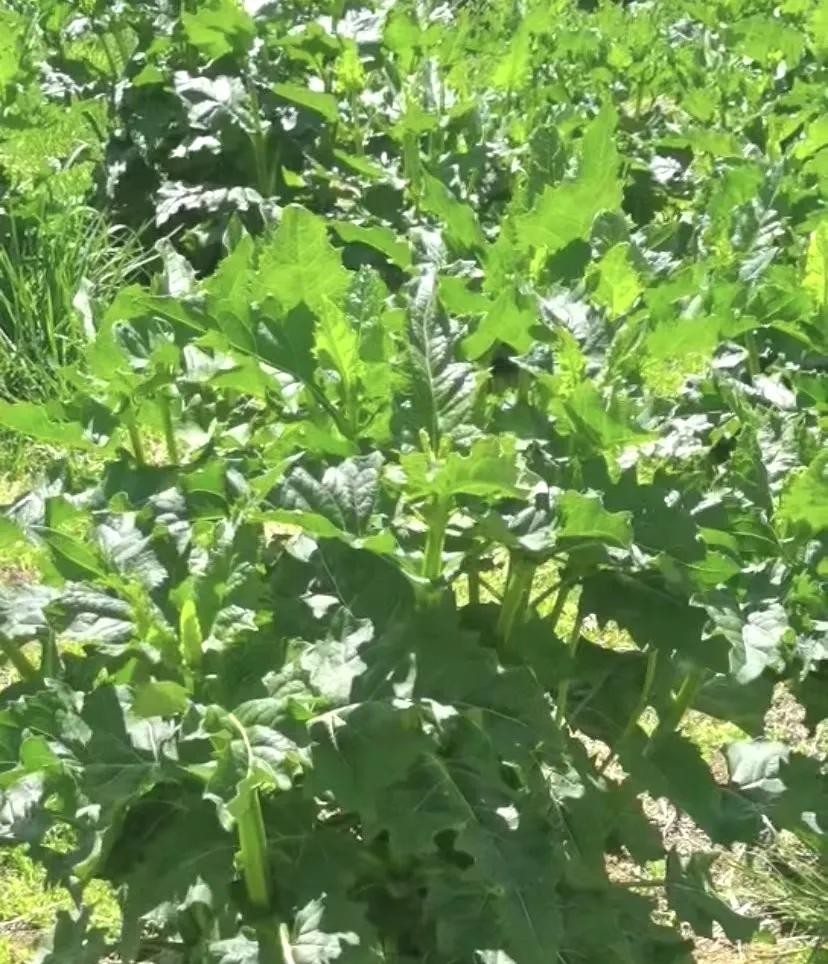 被誉为中国民族品牌的金牧粮草在西藏高原茁壮成长