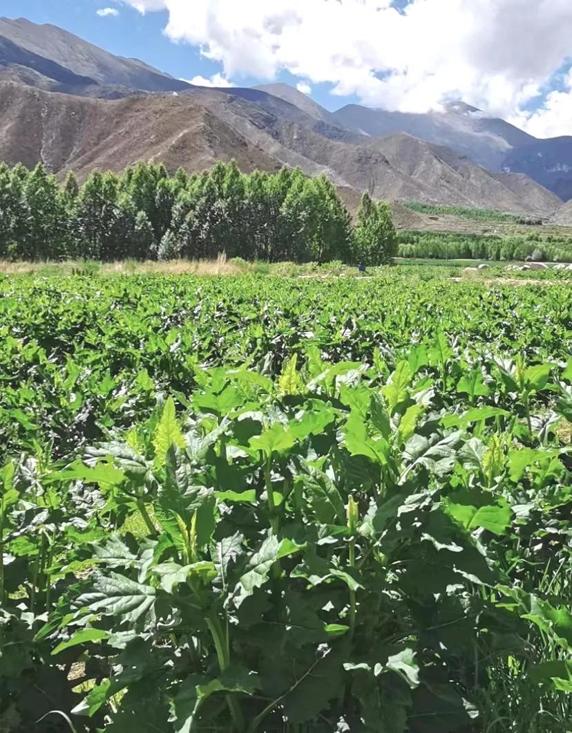 被誉为中国民族品牌的金牧粮草在西藏高原茁壮成长