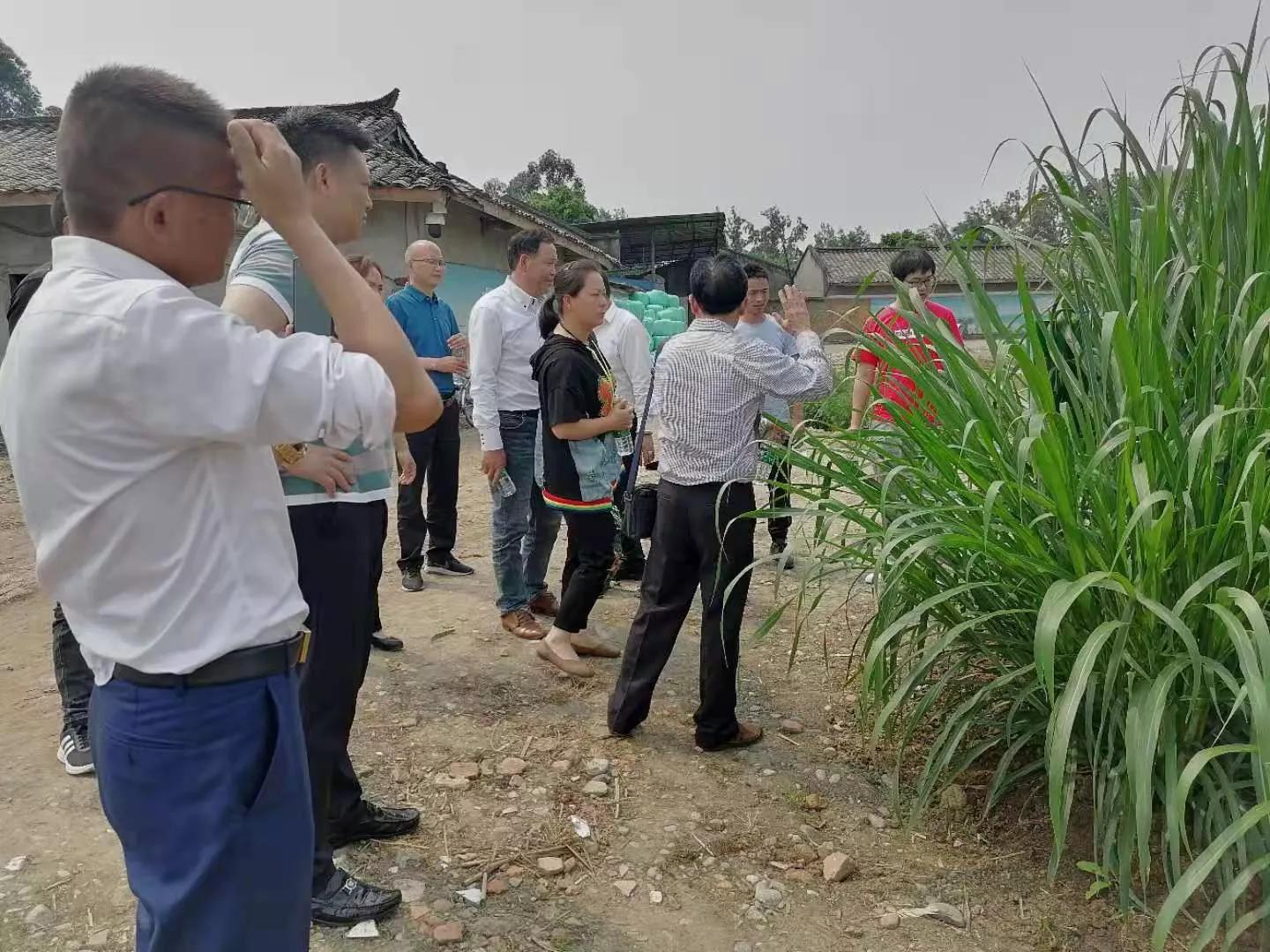 宜宾县村支书带领养殖户到金牧粮草基地考察