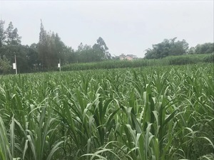 温州商会.jpg